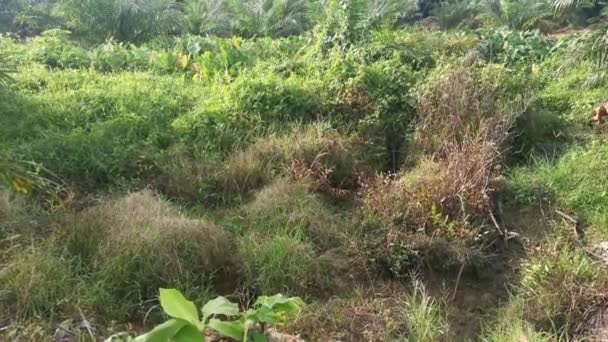 Paisaje Alrededor Tierra Vegetación Del Taro — Vídeos de Stock