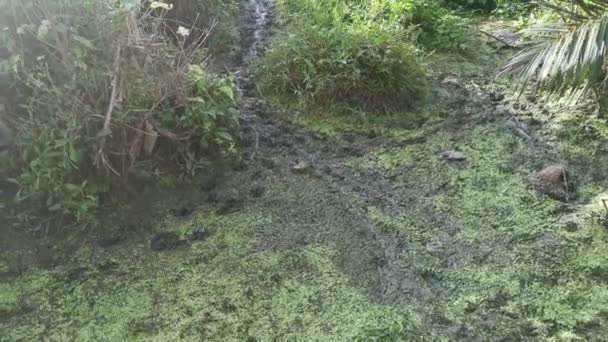 Scena Paesaggistica Intorno Alla Vegetazione Del Taro — Video Stock