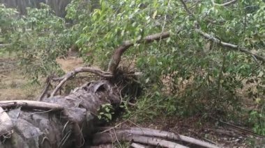 sökülmüş palmiye ağacından filizlenen vahşi filizler..