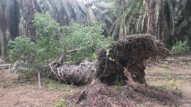 Ficus Microcarpa Selvagem Brotando Palmeira Arrancada — Vídeo de Stock