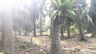 Palmiye gövdesinde filizlenen asplenyum Nidus eğreltiotu parlak arkaplan ışığına karşı