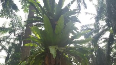 Palmiye gövdesinde filizlenen asplenyum Nidus eğreltiotu parlak arkaplan ışığına karşı