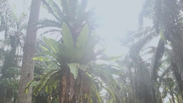 Asplenium Nidus Ferigi Încolțind Trunchiul Palmă Lumina Soarelui Fundal Luminos — Videoclip de stoc