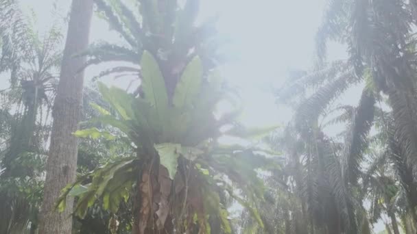 Asplenium Nidus Fougères Poussant Sur Tronc Paume Sur Fond Lumineux — Video