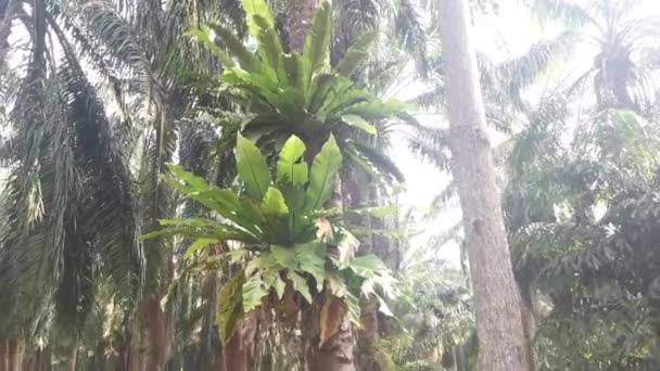 在明亮的背景阳光下 生在棕榈树干上的无菌蕨类 — 图库视频影像