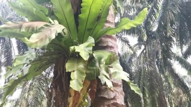 늄니두스 양치식물 햇살을 받으며 야자나무 줄기에 돋아나고 — 비디오