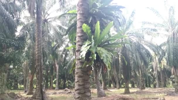 Asplenium Nidus Varens Ontkiemen Palm Stam Tegen Felle Achtergrond Zonlicht — Stockvideo