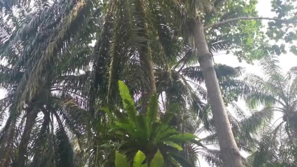 Asplenium Nidus Папоротники Стволе Пальмы Ярком Фоне Солнечного Света — стоковое видео