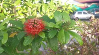 Güzel kırmızı egzotik Combretum konstrictum bitkisi