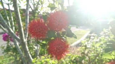 Güzel kırmızı egzotik Combretum konstrictum bitkisi