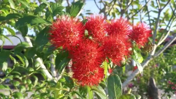 Όμορφο Κόκκινο Εξωτικό Φυτό Combretum Constrictum — Αρχείο Βίντεο