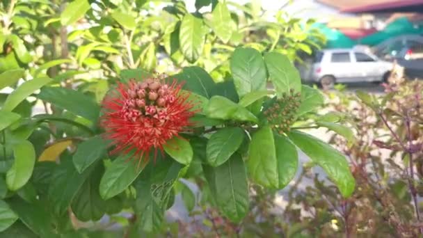 Όμορφο Κόκκινο Εξωτικό Φυτό Combretum Constrictum — Αρχείο Βίντεο
