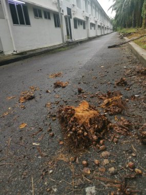Sokaklara düşen çürük palmiye ağaçları.