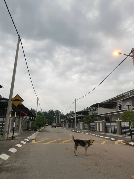 Aktivitäten Streunender Hunde Auf Der Straße — Stockfoto