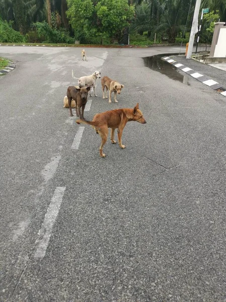 Aktivitäten Streunender Hunde Auf Der Straße — Stockfoto