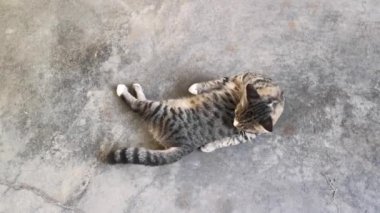 grey cat cleaning up its fur