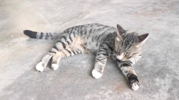 Grey Cat Cleaning Its Fur — Stock Video