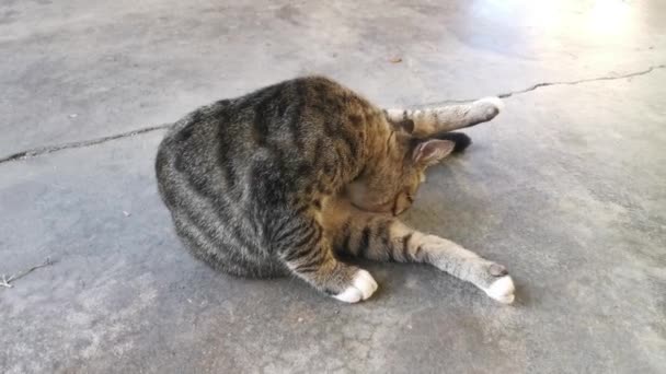 Grey Cat Cleaning Its Fur — Stock Video