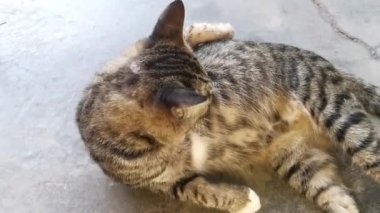 grey cat cleaning up its fur