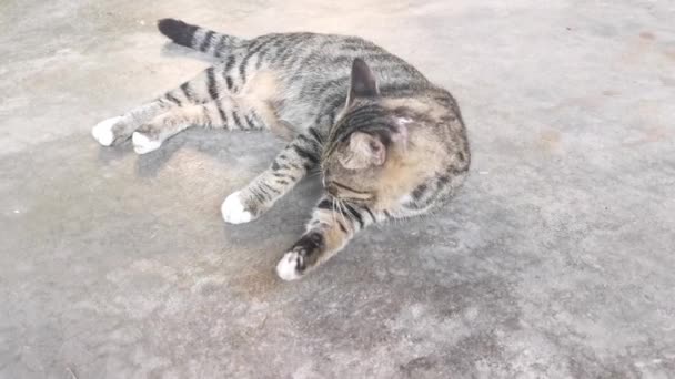 Siwy Kot Sprząta Futro — Wideo stockowe