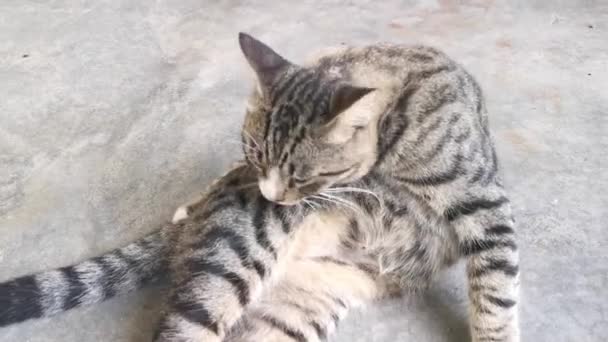 Grey Cat Cleaning Its Fur — Stock Video