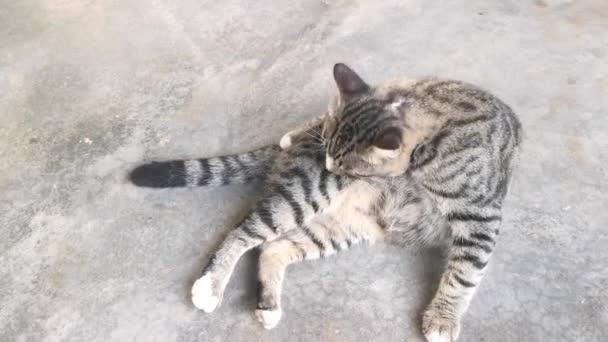 Grey Cat Cleaning Its Fur — Stock Video