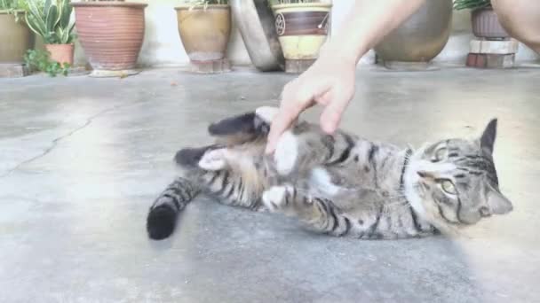 Grey Cat Cleaning Its Fur — Vídeos de Stock