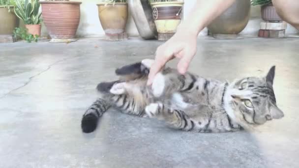 Grey Cat Cleaning Its Fur — Stock Video