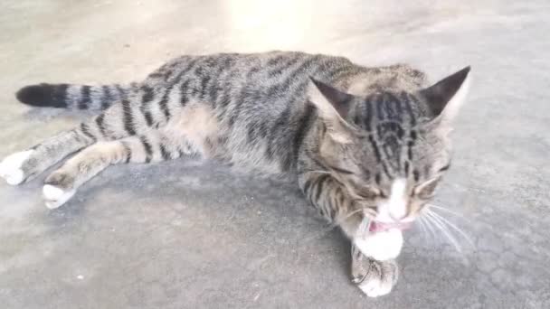 Grey Cat Cleaning Its Fur — Stock Video