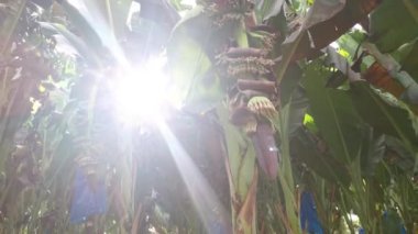 row of banana trees growing at the farm