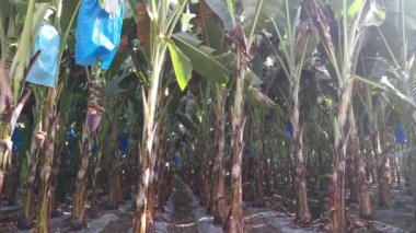 row of banana trees growing at the farm