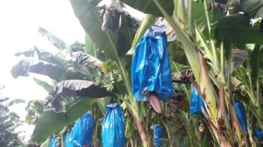 row of banana trees growing at the farm