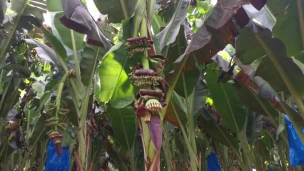 Row Banana Trees Growing Farm — Vídeo de stock