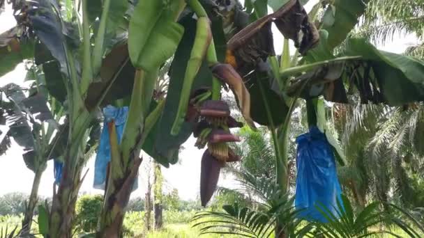 Row Banana Trees Growing Farm — Αρχείο Βίντεο