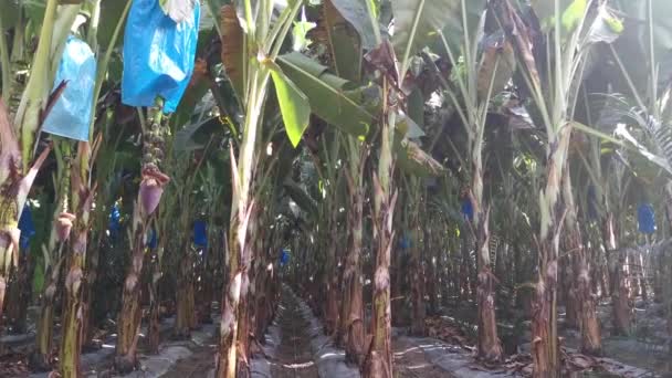 Row Banana Trees Growing Farm — Vídeo de stock