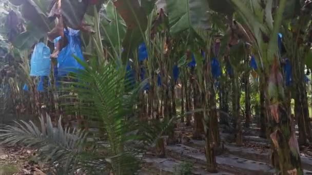 Row Banana Trees Growing Farm — ストック動画