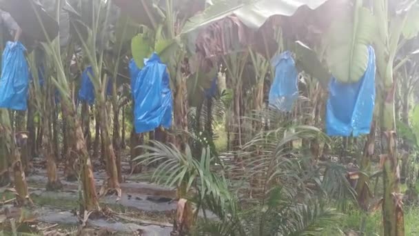 Worker Spraying Pesticide Banana Farm — Stok Video