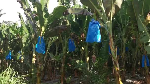 Row Banana Trees Growing Farm — Stockvideo