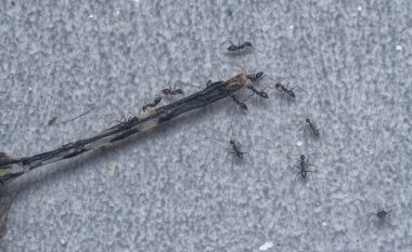 tiny black pavement ants feeding on the dead dragonfly