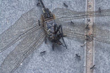 tiny black pavement ants feeding on the dead dragonfly