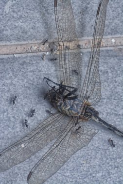 tiny black pavement ants feeding on the dead dragonfly