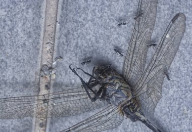 tiny black pavement ants feeding on the dead dragonfly