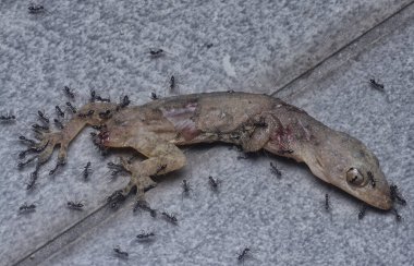 tiny black pavement ants feeding on the dead lizard