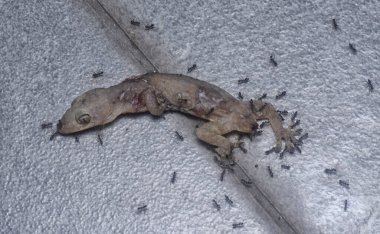 tiny black pavement ants feeding on the dead lizard