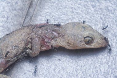 tiny black pavement ants feeding on the dead lizard