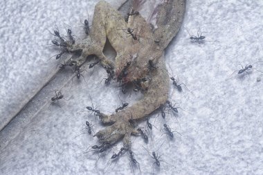 tiny black pavement ants feeding on the dead lizard