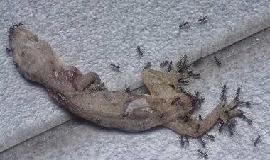 tiny black pavement ants feeding on the dead lizard