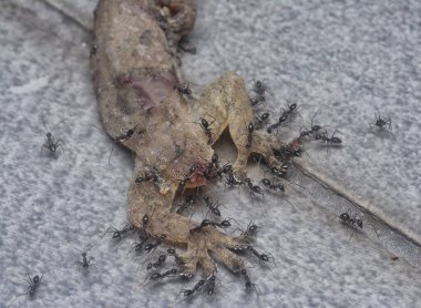 tiny black pavement ants feeding on the dead lizard