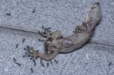 tiny black pavement ants feeding on the dead lizard
