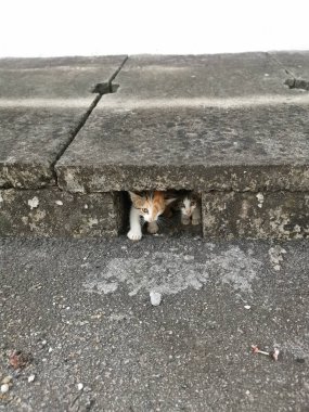 the wild stray kitten or cat by the street.